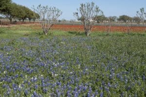 A field of blue Texas bluebonnets in flower with red poppies behind, near Fredericksburg, Texas