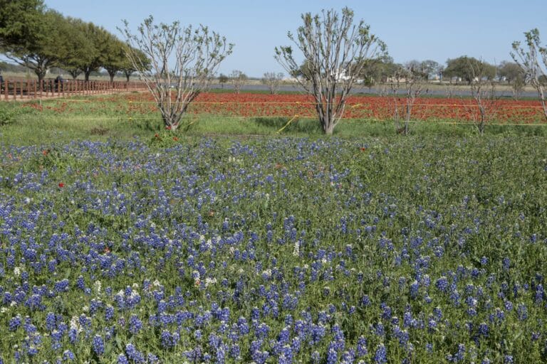 A field of blue Texas bluebonnets in flower with red poppies behind, near Fredericksburg, Texas