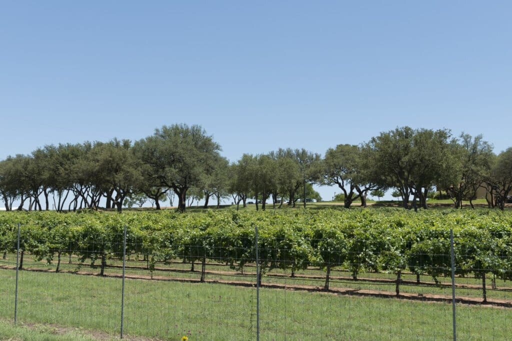 Rows of vines at a Hill Country vineyard in Gillespie County, framed by live oak trees under a clear blue sky