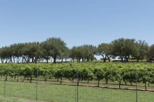 Rows of vines at a Hill Country vineyard in Gillespie County, framed by live oak trees under a clear blue sky
