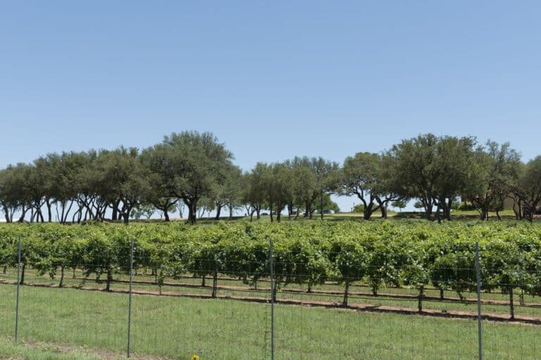 Rows of vines at a Hill Country vineyard in Gillespie County, framed by live oak trees under a clear blue sky